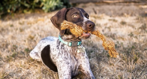 A dog with a coco chew dog toy in its mouth