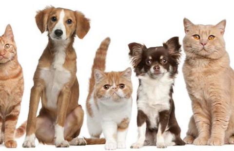 UNH Pet Drive
