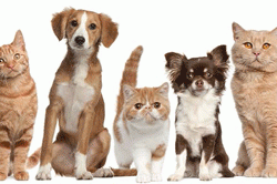 staff councils pet supply drive